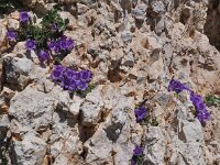 Campanula morettiana 5, habitat, Saxifraga-Harry Jans