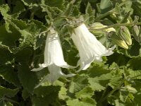 Campanula ochroleuca
