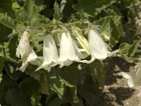 Campanula ochroleuca 2, Saxifraga-Jan van der Straaten