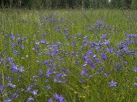 Campanula patula 10, Weideklokje, Saxifraga-Jan van der Straaten