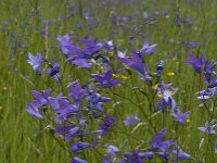 Campanula patula 13, Weideklokje, Saxifraga-Jan van der Straaten