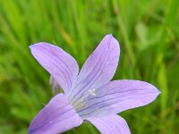 Campanula patula 15, Weideklokje, Saxifraga-Rutger Barendse