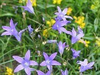 Campanula patula