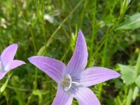 Campanula patula 20, Weideklokje, Saxifraga-Rutger Barendse