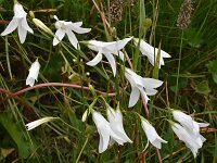 Campanula patula 24, Weideklokje, Saxifraga-Harry Jans