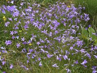 Campanula patula 25, Weideklokje, Saxifraga-Harry Jans