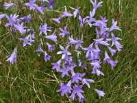 Campanula patula 28, Weideklokje, Saxifraga-Harry Jans  Campanula patula