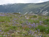 Campanula patula 29, Weideklokje, Saxifraga-Harry Jans  Campanula patula