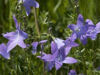 Campanula patula 31, Weideklokje, Saxifraga-Willem van Kruijsbergen