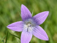 Campanula patula 39, Weideklokje, Saxifraga-Sonja Bouwman  1004. Weideklokje - Campanula patula - Campanulaceae familie (i)