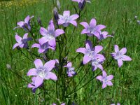 Campanula patula 4, Weideklokje, Saxifraga-Jan Willem Jongepier