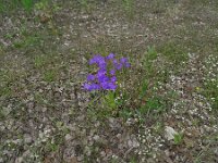 Campanula patula 44, Weideklokje, Saxifraga-Hans Grotenhuis