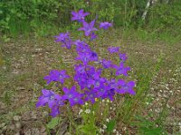 Campanula patula 45, Weideklokje, Saxifraga-Hans Grotenhuis