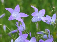 Campanula patula 5, Weideklokje, Saxifraga-Jasenka Topic