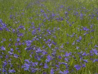 Campanula patula 8, Weideklokje, Saxifraga-Jan van der Straaten