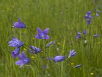 Campanula patula 9, Weideklokje, Saxifraga-Jan van der Straaten