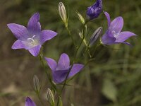 Campanula patula ssp patula 1, Weideklokje, Saxifraga-Willem van Kruijsbergen
