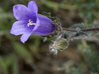 Campanula pelviformis