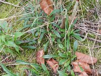Campanula persicifolia 14, Prachtklokje, Saxifraga-Rutger Barendse