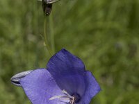 Campanula persicifolia 17, Prachtklokje, Saxifraga-Willem van Kruijsbergen