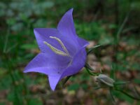 Campanula persicifolia 21, Prachtklokje, Saxifraga-Ed Stikvoort