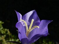 Campanula persicifolia 34, Prachtklokje, Saxifraga-Ed Stikvoort