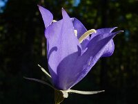 Campanula persicifolia 36, Prachtklokje, Saxifraga-Ed Stikvoort