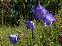 Campanula persicifolia 37, Prachtklokje, Saxifraga-Ed Stikvoort