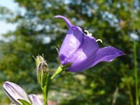 Campanula persicifolia 41, Prachtklokje, Saxifraga-Hans Grotenhuis