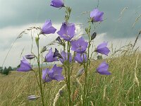 Campanula persicifolia 5, Prachtklokje, Saxifraga-Jan Willem Jongepier