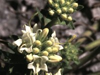 Campanula petraea