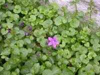 Campanula portenschlagiana, Adria Bellflower