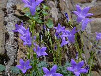 Campanula portenschlagiana 10, Dalmatieklokje, Saxifraga-Ed Stikvoort
