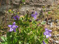 Campanula portenschlagiana 3, Dalmatieklokje, Saxifraga-Rutger Barendse