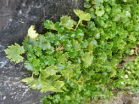 Campanula portenschlagiana 8, Dalmatieklokje, Saxifraga-Rutger Barendse