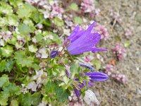 Campanula portenschlagiana 9, Dalmatieklokje, Saxifraga-Rutger Barendse