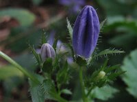 Campanula poscharskyana