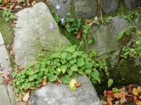 Campanula poscharskyana 12, Kruipklokje, Saxifraga-Rutger Barendse