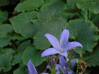 Campanula poscharskyana 15, Kruipklokje, Saxifraga-Ed Stikvoort