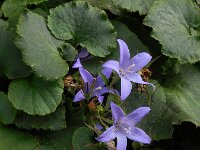 Campanula poscharskyana 16, Kruipklokje, Saxifraga-Ed Stikvoort