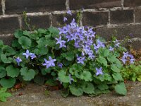 Campanula poscharskyana 18, Kruipklokje, Saxifraga-Ed Stikvoort