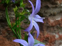 Campanula poscharskyana 20, Kruipklokje, Saxifraga-Ed Stikvoort