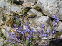 Campanula poscharskyana 5, Kruipklokje, Saxifraga-Jasenka Topic