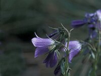 Campanula precatoria