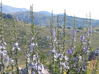 Campanula pyramidalis
