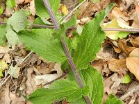 Campanula pyramidalis 10, Piramideklokje, Saxifraga-Rutger Barendse