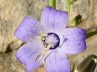 Campanula pyramidalis 12, Piramideklokje, Saxifraga-Sonja Bouwman  Piramideklokje - Campanula pyramidalis - Campanulaceae familie; Dubrovnik (Kr)