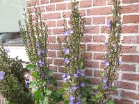 Campanula pyramidalis 5, Piramideklokje, Saxifraga-Rutger Barendse