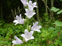 Campanula pyramidalis 9, Piramideklokje, Saxifraga-Rutger Barendse