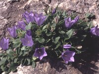 Campanula raineri